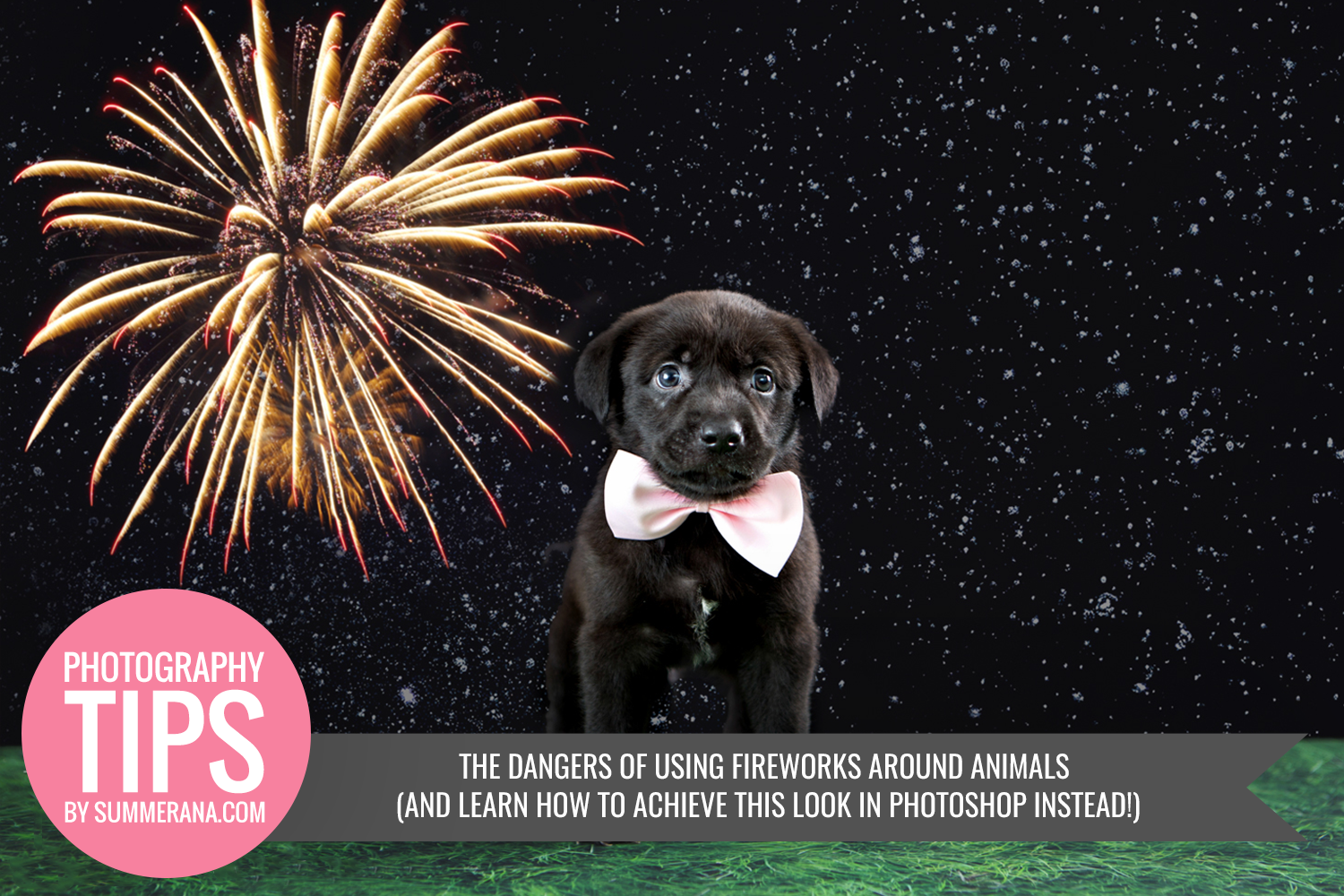 The-Dangers-of-Using-Fireworks-Around-Animals-And-Learn-How-to-Achieve-this-Look-in-Photoshop-Instead!
